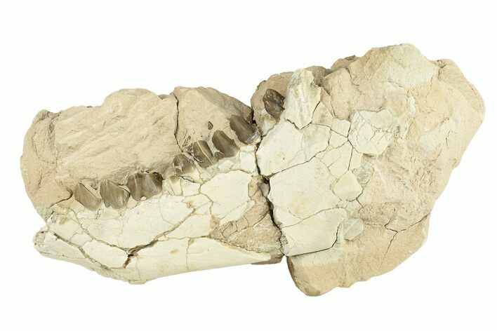 Fossil Oreodont (Merycoidodon) Partial Mandible - South Dakota #270119